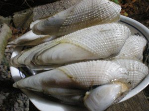 diwal Cleaned uncooked diwal