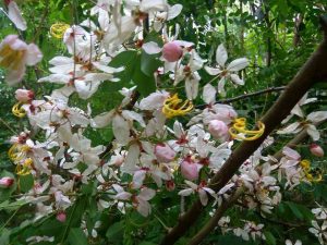 palawan cherry in la castellana