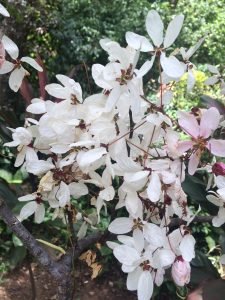 palawan cherry in la castellana